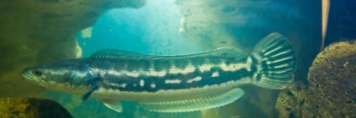 habitat do peixe snakehead