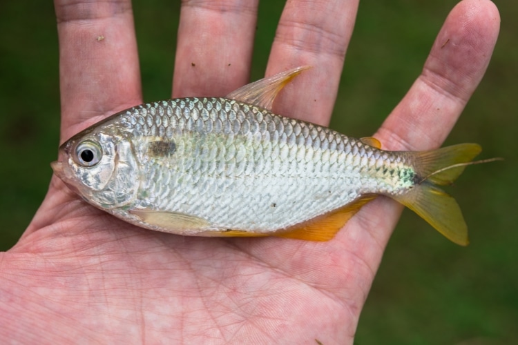 Peixe Lambari (Astyanax): tamanho máximo, habitat e mais