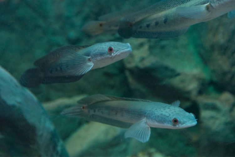 Peixe Snakehead: características, habitat, reprodução