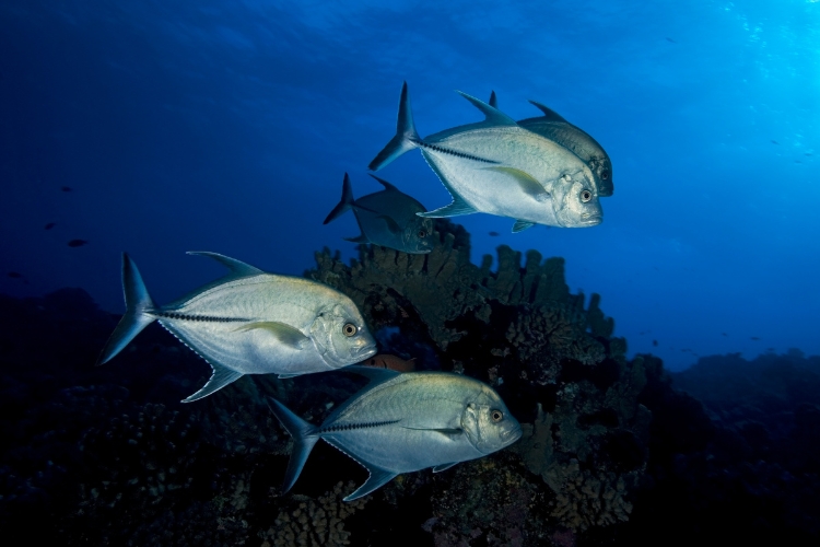 Mergulhe no mundo do Xaréu Olhudo (Caranx latus) e explore as características únicas, habitat, reprodução e hábitos deste peixe notável.