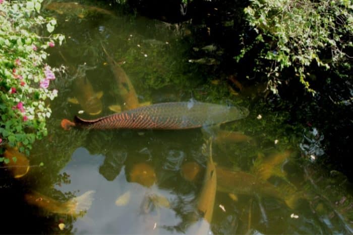 Melhores espécies de peixes esportivos para pesqueiros no Brasil: um guia por região nordeste