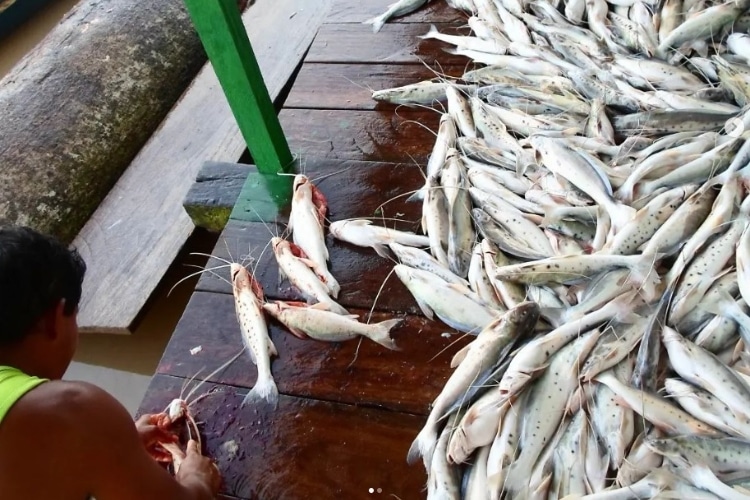 Pesca da Piracatinga proibida em proteção ao Boto Cor-de-Rosa