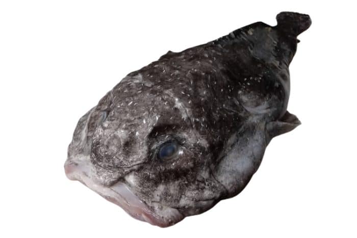 Descubra o peixe-bolha das águas profundas da Austrália. Biologia, curiosidades e por que é chamado de "peixe mais feio do mundo".