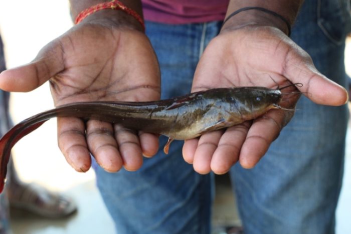 Explore os cinco peixes invasores mais prejudiciais no Brasil, suas características únicas e os impactos ecológicos que causam bagre africano
