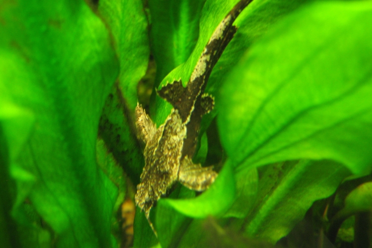 Explore o mundo do Peixe Banjo (Bunocephalus coracoideus): um espécime único para aquários, com hábitos notáveis e fácil manutenção.