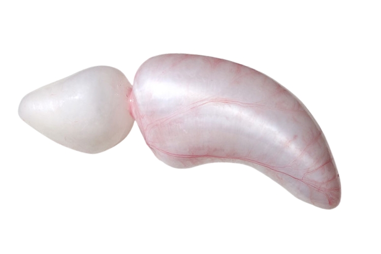 A bexiga natatória essencial para a sobrevivência dos peixes Pescaria S/A