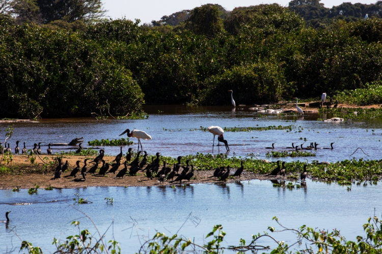 Explore a Lei Nº 12.197 da pesca em Mato Grosso, abordando seus impactos, controvérsias e o papel do STF na pesca e conservação ambiental.