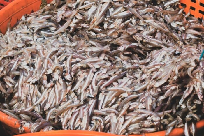 manjuba peixes vivem água salobra brasil