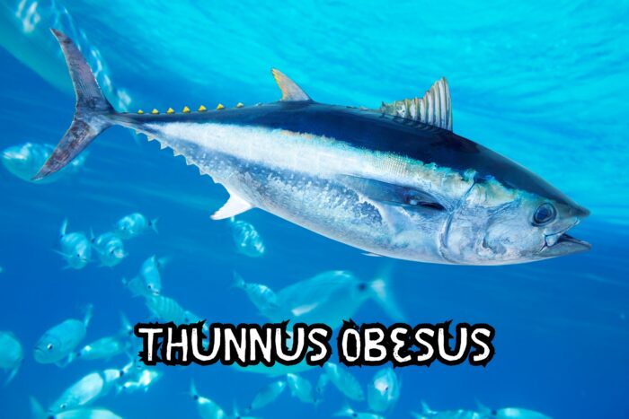 Conheça as características, alimentação e habitat do atum patudo (Thunnus obesus), uma espécie vital para a economia e ecologia dos oceanos.