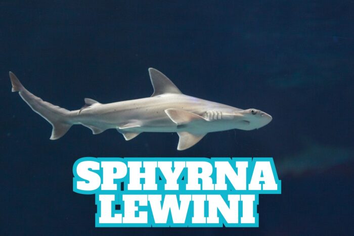 Descubra tudo sobre o tubarão-martelo recortado (Sphyrna lewini): características, habitat, comportamento e importância para a conservação.