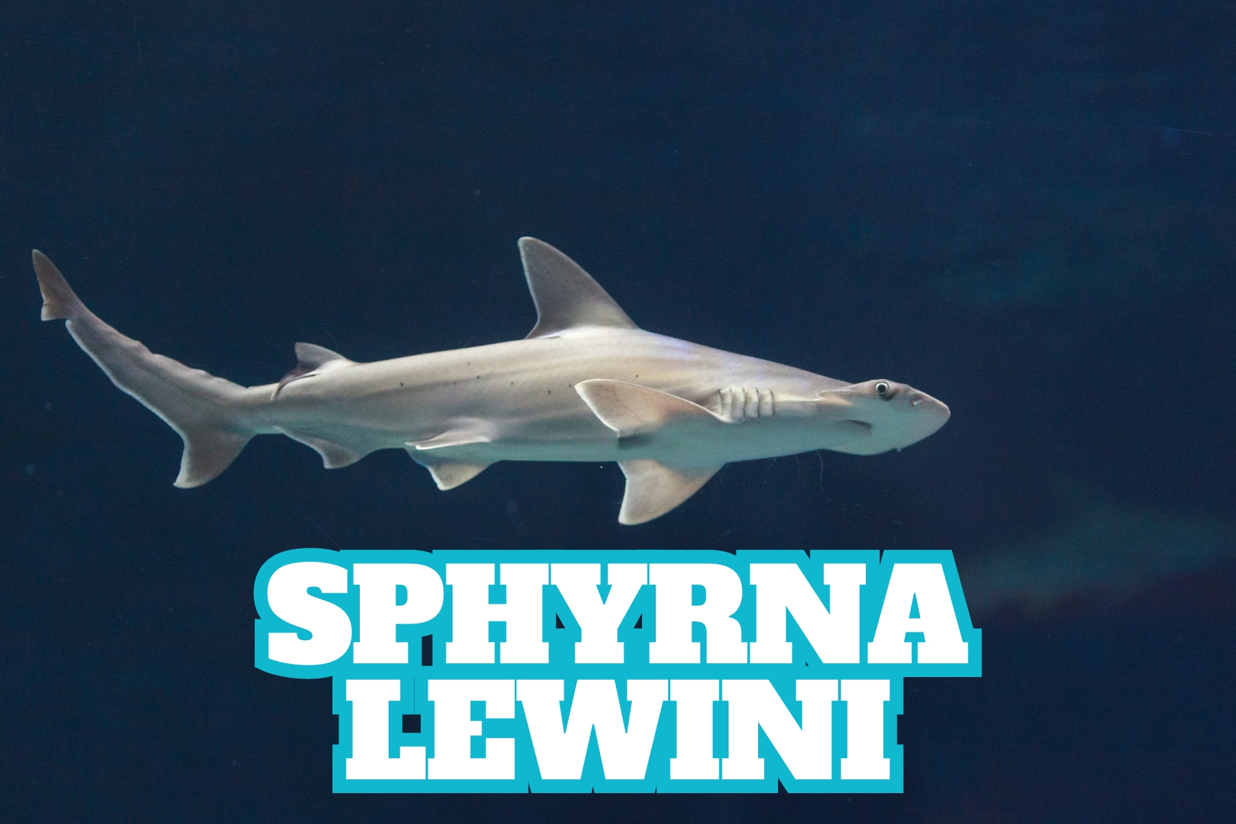 Descubra tudo sobre o tubarão-martelo recortado (Sphyrna lewini): características, habitat, comportamento e importância para a conservação.