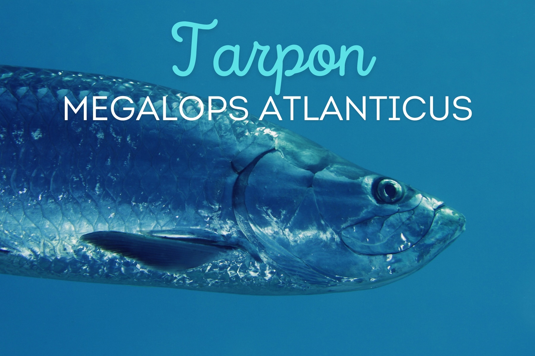 Descubra tudo sobre o Tarpon (Megalops atlanticus): características, habitat, técnicas de pesca e status de vulnerabilidade deste impressionante peixe.