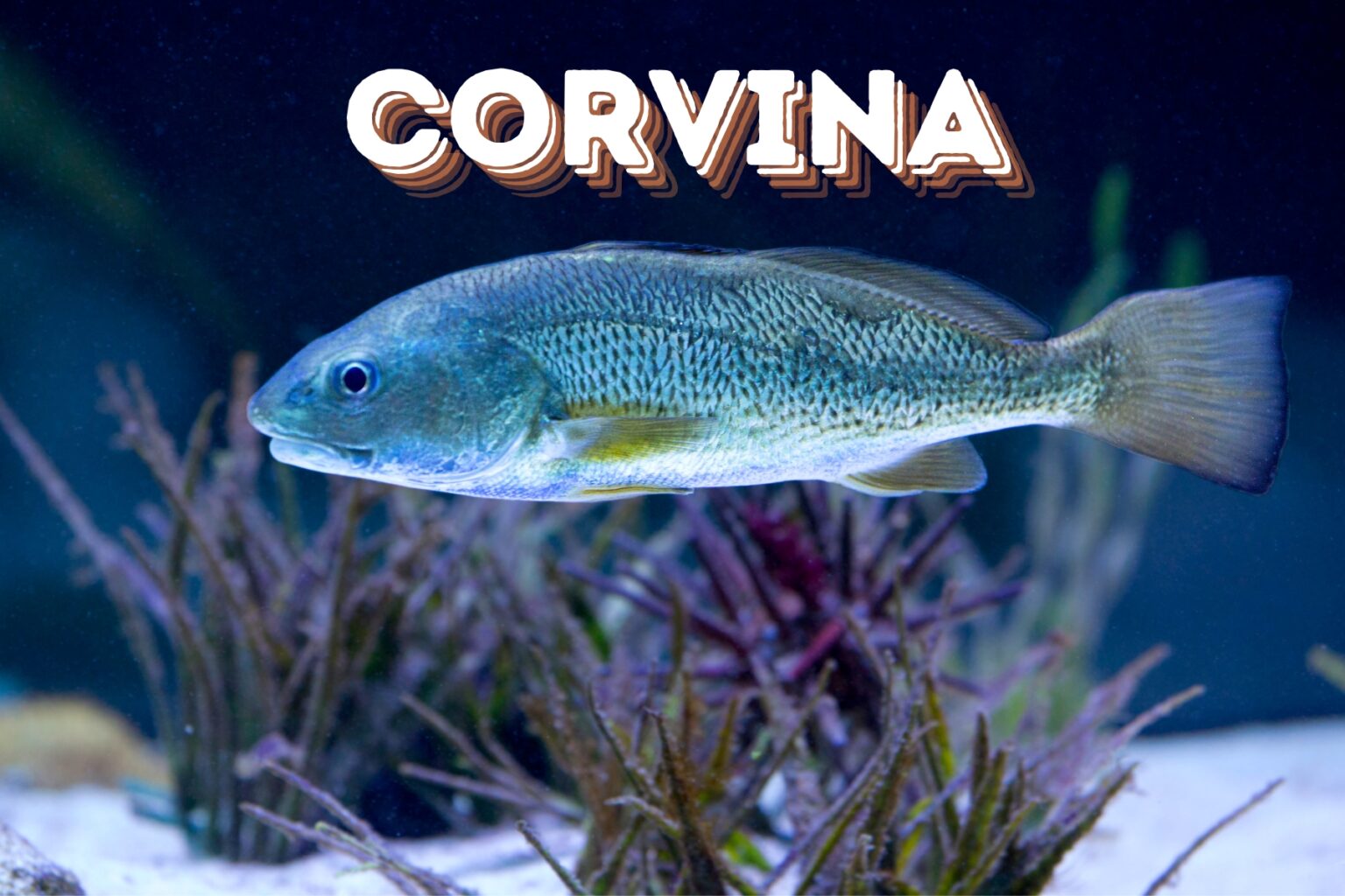 Corvina: Características, Habitat E Principais Espécies Do Brasil ...