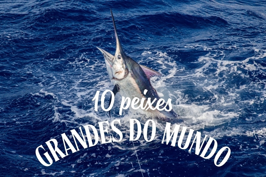 Descubra 10 espécies de peixes grandes que fascinam pescadores esportivos e amadores, incluindo Marlin Azul, Pirarucu e Mero.