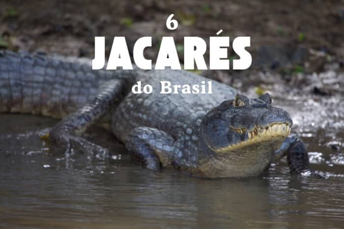 Conheça 6 espécies incríveis de jacarés do Brasil e suas características. Saiba onde vivem e seu papel na natureza.