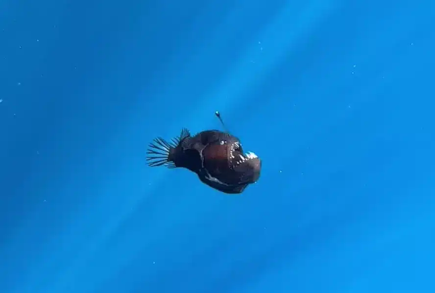 Conheça o Diabo Negro (Melanocetus johnsonii), seu habitat, alimentação e adaptações. Um predador fascinante das profundezas oceânicas.