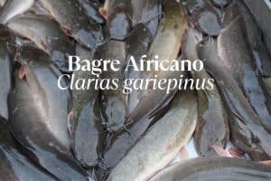 Conheça tudo sobre o Bagre-Africano: características, alimentação, pesca e os impactos ecológicos da sua presença nos rios brasileiros.