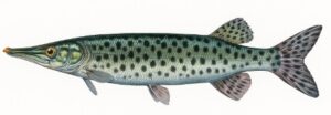 bicuda peixe comprido e fino