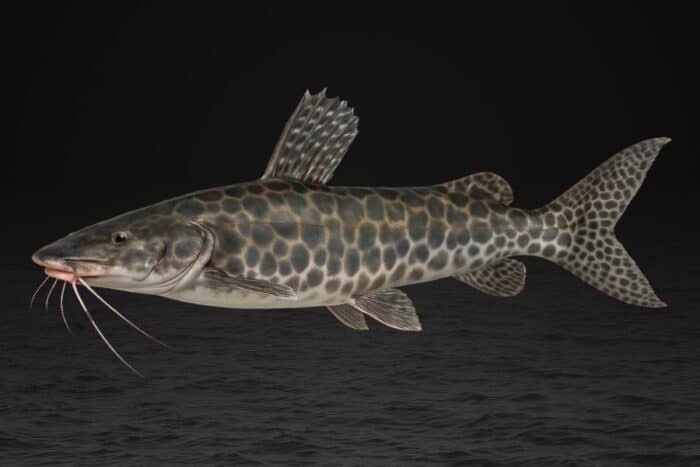 Descubra espécies, usos comerciais, riscos e importância dos peixes de couro do Brasil em um guia completo com foco em biodiversidade.
