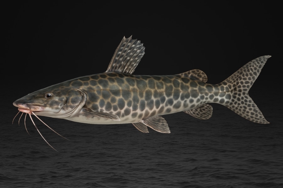 Descubra espécies, usos comerciais, riscos e importância dos peixes de couro do Brasil em um guia completo com foco em biodiversidade.