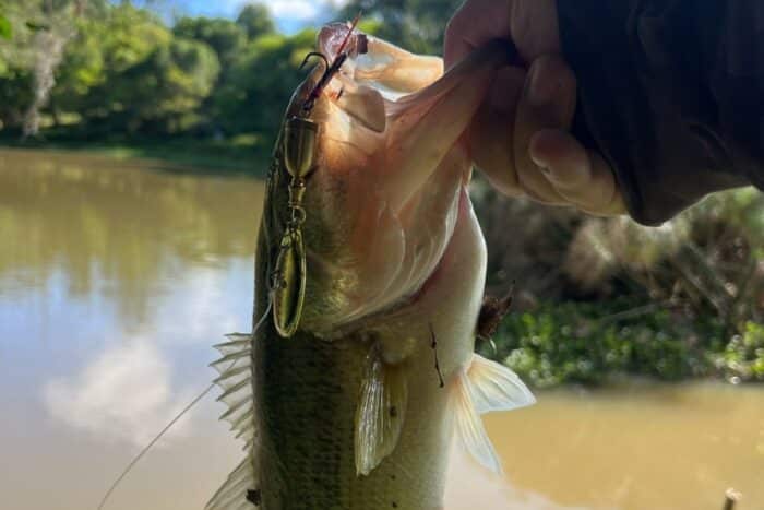 A pesca do bass gera faturamento de quase 0,6% do PIB nos EUA; descubra o impacto econômico e como o Brasil pode explorar a pesca esportiva.