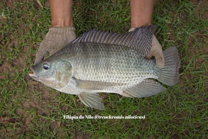 Tilápia do Nilo: origem, reprodução, piscicultura, pesca e impacto ambiental do peixe mais cultivado e consumido no Brasil.