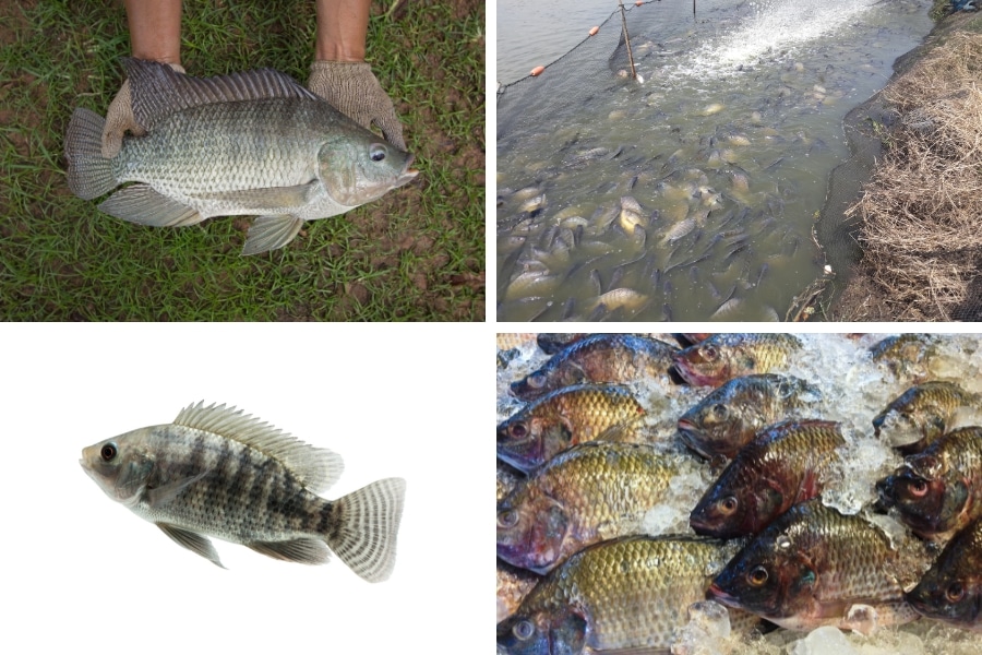 Tilápia do Nilo: origem, reprodução, piscicultura, pesca e impacto ambiental do peixe mais cultivado e consumido no Brasil.