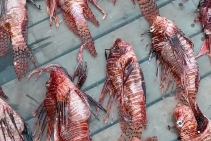 Capturados 47 indivíduos do peixe-leão em Noronha e alerta para invasão que ameaça a biodiversidade e exige resposta ambiental urgente.