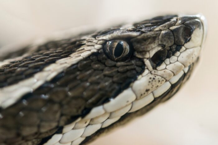 cobra urutu-cruzeiro cabeça do animal