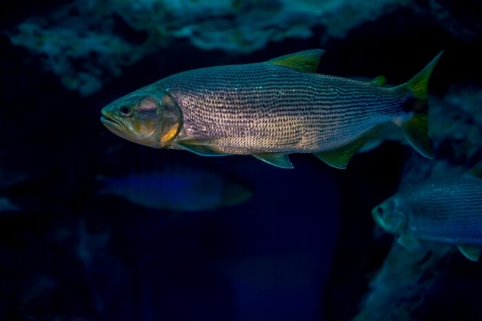 Descubra tudo sobre o dourado (Salminus brasiliensis): habitat, características e técnicas de pesca, com foco no Rio Grande do Sul.