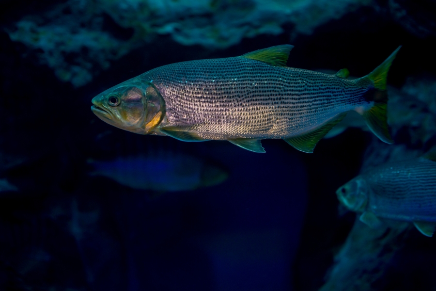 Descubra tudo sobre o dourado (Salminus brasiliensis): habitat, características e técnicas de pesca, com foco no Rio Grande do Sul.