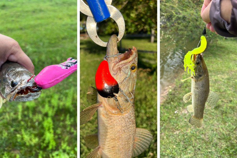 Descubra qual é a melhor isca artificial para traíra em quatro tipos de ambiente e aumente suas chances de sucesso na pescaria.