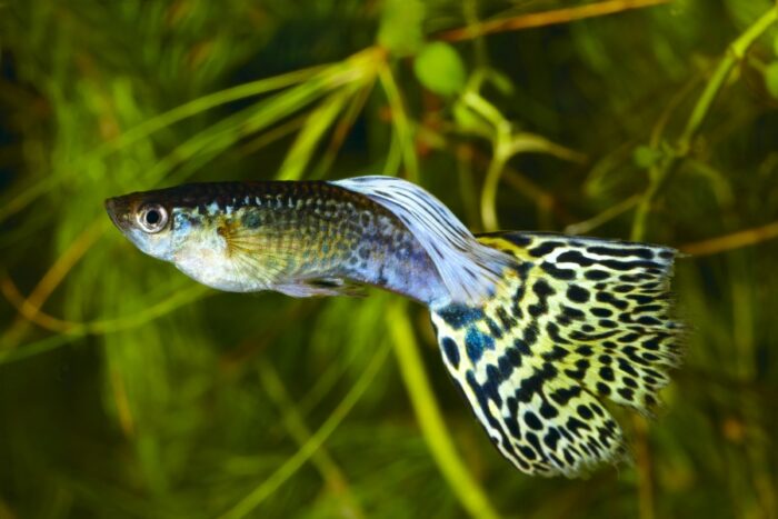 Descubra como criar guppy (Poecilia reticulata) com sucesso: cuidados, alimentação, reprodução e dicas para um aquário saudável e colorido.