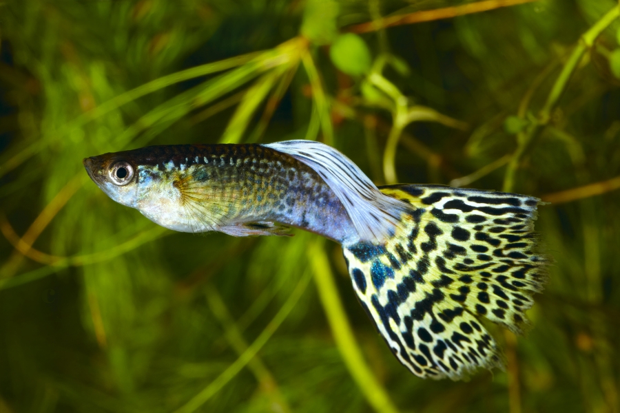 Descubra como criar guppy (Poecilia reticulata) com sucesso: cuidados, alimentação, reprodução e dicas para um aquário saudável e colorido.