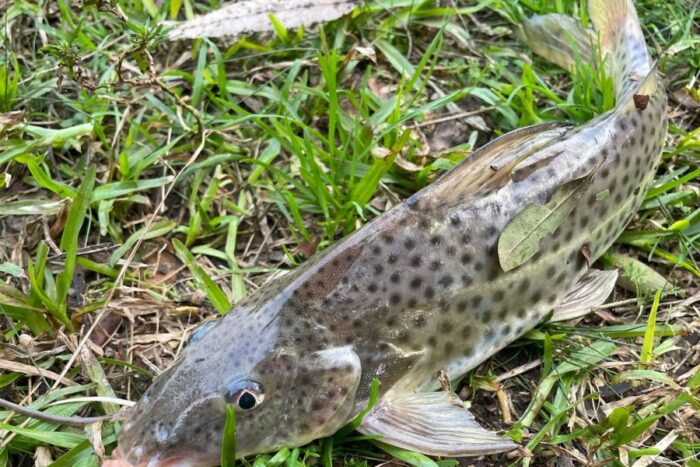 Tudo sobre o Mandi Pintado (Pimelodus maculatus) e o (Pimelodus pintado). Características, habitat e dicas para pescá-los com sucesso.