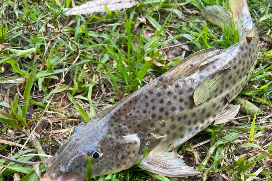 Tudo sobre o Mandi Pintado (Pimelodus maculatus) e o (Pimelodus pintado). Características, habitat e dicas para pescá-los com sucesso.