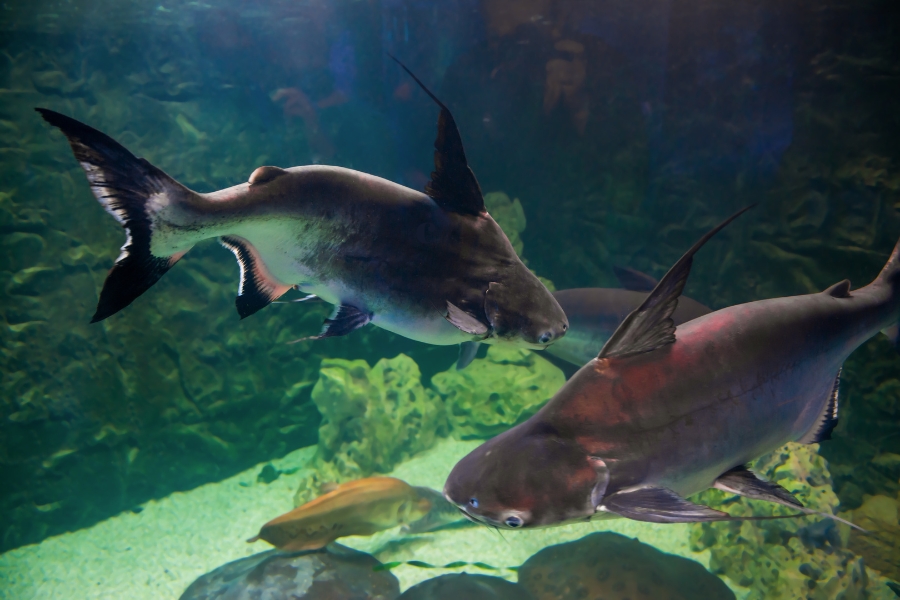 Descubra tudo sobre o peixe panga: origem, características, piscicultura e potencial comercial. Excelente opção para o mercado brasileiro.