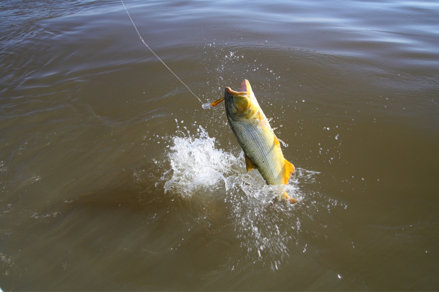 Conheça as espécies de peixes ameaçados no RS, incluindo dourado, surubim, bagres, peixes anuais e espécies marinhas.