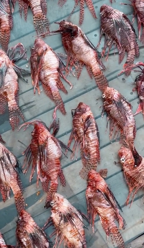 47 peixe-leão invasor noronha