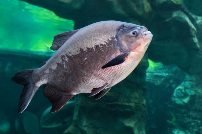Guia de peixes redondos: espécies, características, habitat, pesca comercial, esportiva e conservação. Ideal para pescadores e aquicultores.