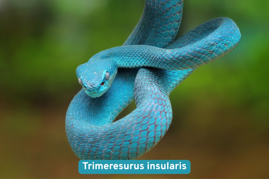 Descubra tudo sobre a serpente azul (Trimeresurus insularis): características, habitat, comportamento, veneno e importância ecológica dessa espécie exótica.