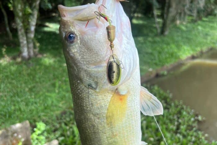Descubra as 8 melhores marcas de iscas spinner para pesca e saiba qual oferece o melhor desempenho, custo-benefício e atratividade para seus objetivos.