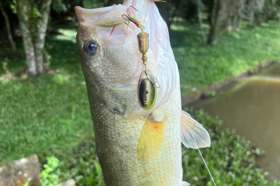 Descubra as 8 melhores marcas de iscas spinner para pesca e saiba qual oferece o melhor desempenho, custo-benefício e atratividade para seus objetivos.