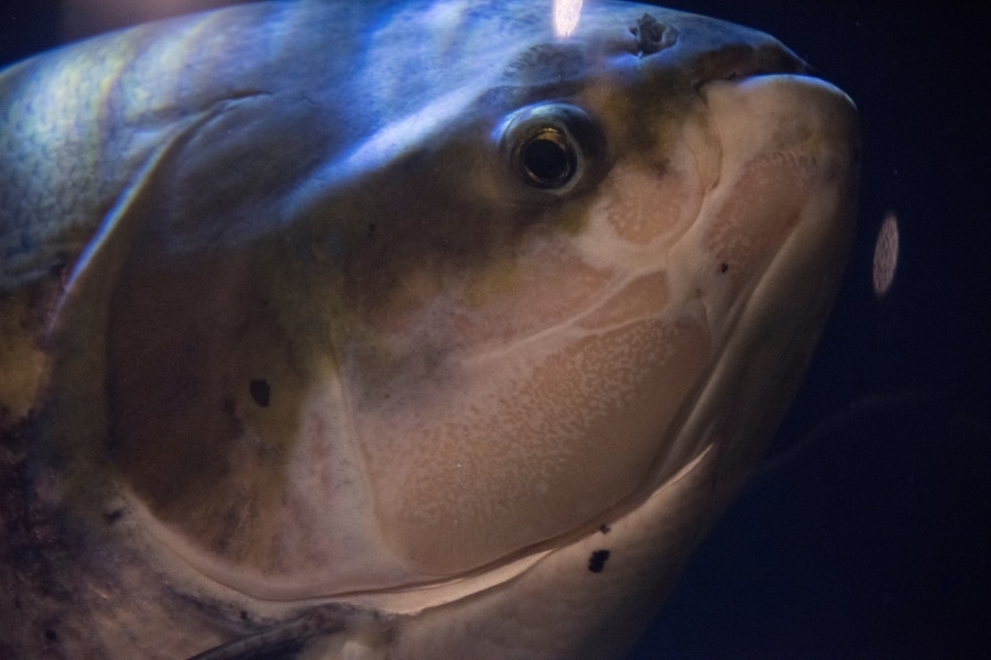 Comparativo entre peixe nativo e de pesqueiro: veja diferenças em comportamento, agressividade, esportividade e tamanhos na pesca esportiva.