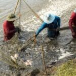 Descubra se criar tilapia no Brasil vale a pena, com análise de mercado, agro, pesca esportiva, exportação e pesque-pague lucrativo.