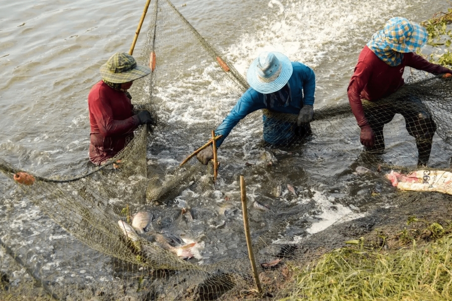 Descubra se criar tilapia no Brasil vale a pena, com análise de mercado, agro, pesca esportiva, exportação e pesque-pague lucrativo.
