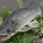 Descubra como os peixes se comportam nas 4 estações no RS e aprenda técnicas eficazes para a pesca esportiva com exemplos práticos.