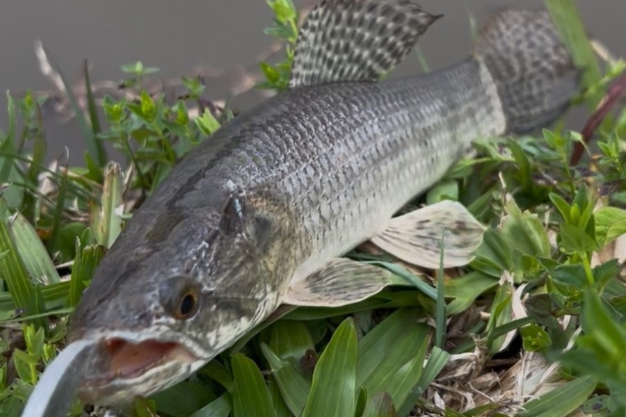 Descubra como os peixes se comportam nas 4 estações no RS e aprenda técnicas eficazes para a pesca esportiva com exemplos práticos.