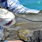 Explore 15 peixes de água salgada da pesca esportiva no Brasil: espécies, regiões, iscas, equipamentos ideais e legislação atualizada.