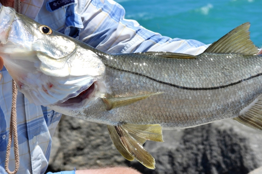Explore 15 peixes de água salgada da pesca esportiva no Brasil: espécies, regiões, iscas, equipamentos ideais e legislação atualizada.
